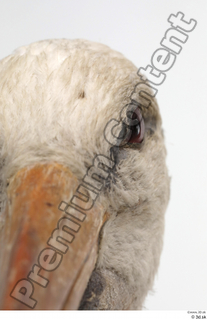 Black stork eye 0002.jpg